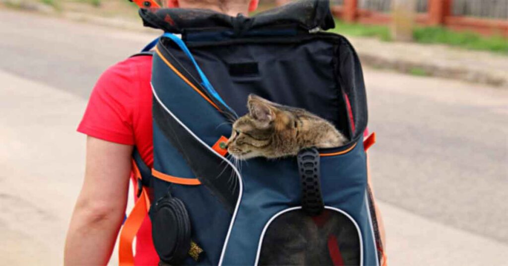 Why a Backpack is Essential for Hiking with Your Cat